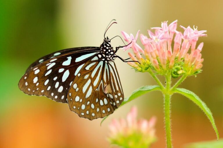 Black and White Butterfly: Spiritual Meaning