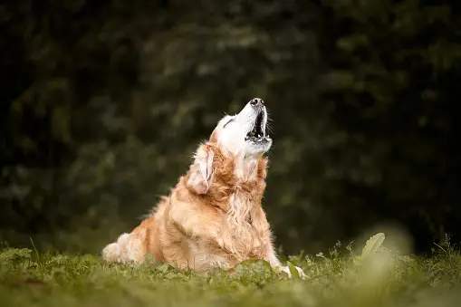 Hearing a Dog Bark: Spiritual Meaning