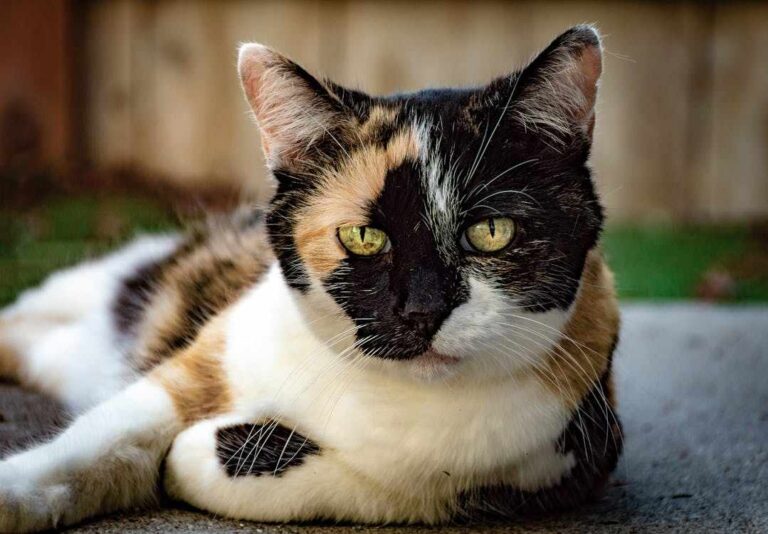 Spiritual Meaning of Tortoiseshell and Calico Cats