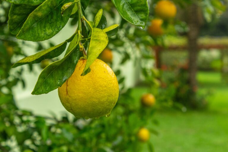 The Spiritual Meaning of Lemons in Dreams