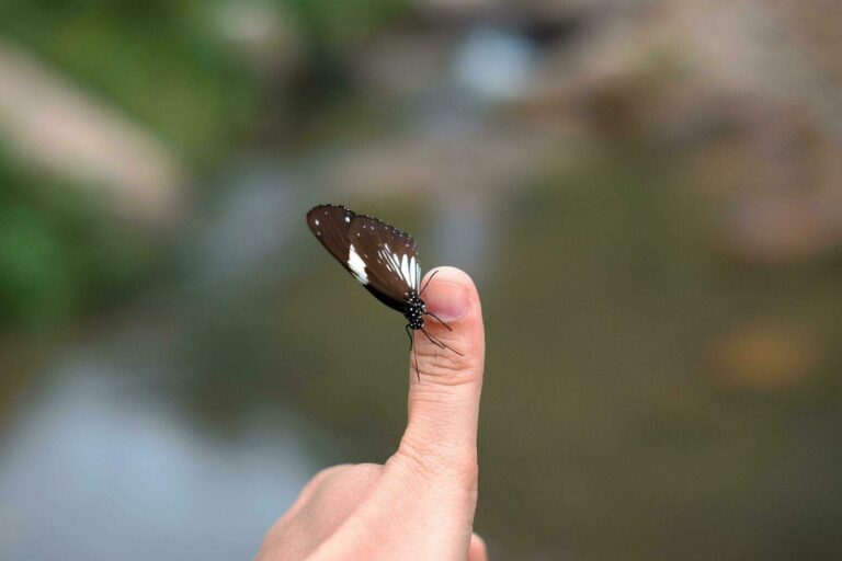 Meaning of Black Butterfly: Spiritual Symbolism