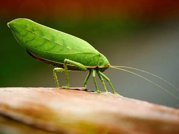 Katydids: Spiritual Meaning