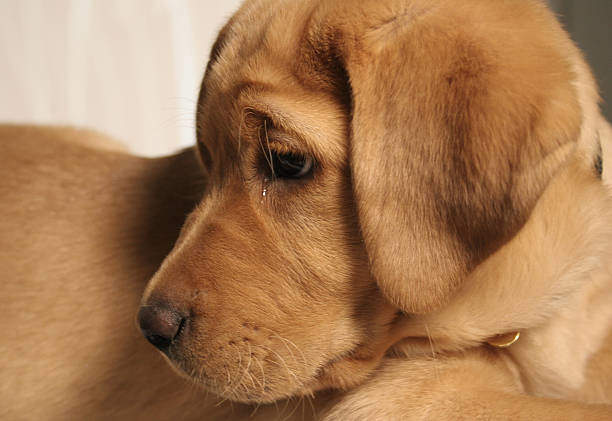 Dog Crying at Night: Spiritual Meaning