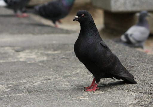 The Profound Spiritual Meaning of the Black Dove