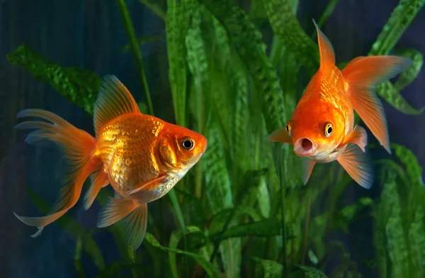 What It Means to Dream About a Goldfish