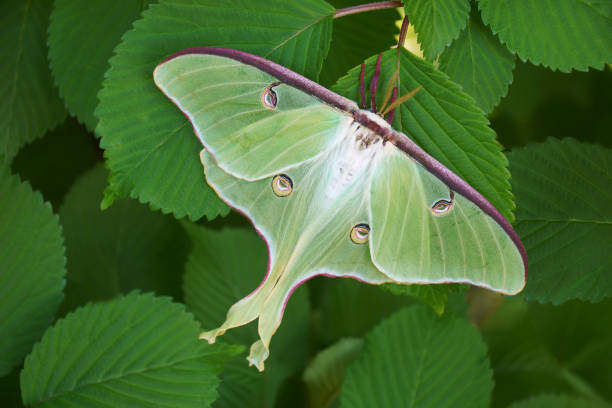 Luna Moth: A Journey into Its Spiritual Meaning