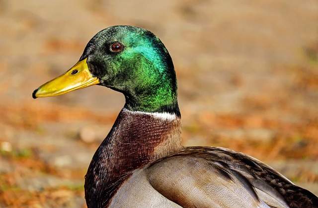 Mallard Duck Spirit Guide: What It Means for You