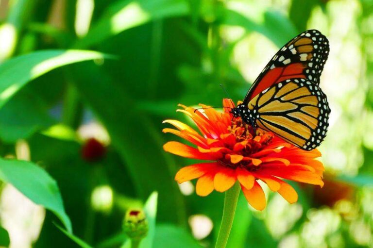 The Deeper Meaning Behind Seeing a Monarch Butterfly in Your Dream