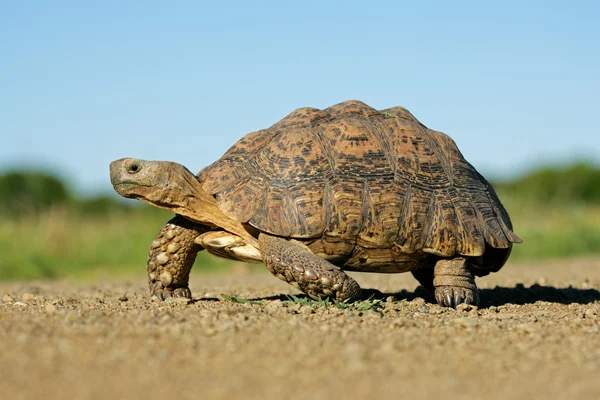 Seeing a Tortoise: Spiritual Insights and Meanings