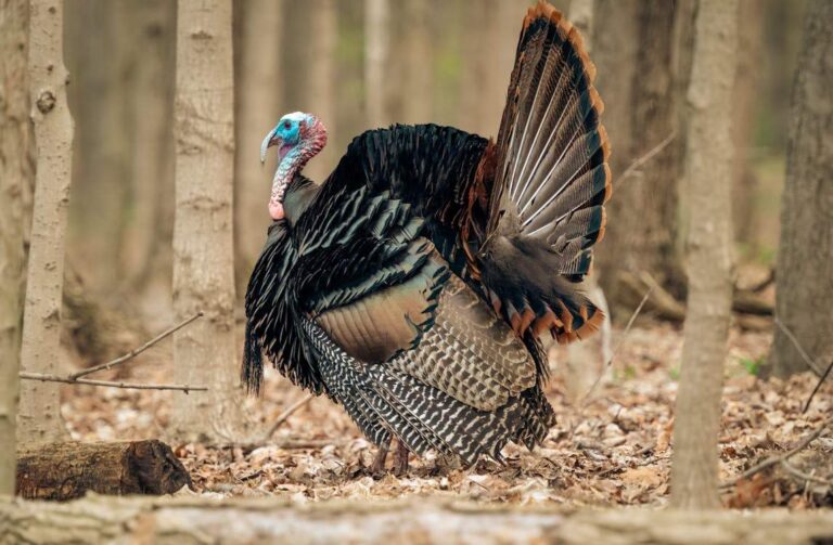 Why You Keep Dreaming About Turkeys: A Spiritual Insight