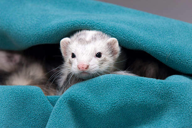 The Spiritual Meaning Behind Encountering a White Ferret