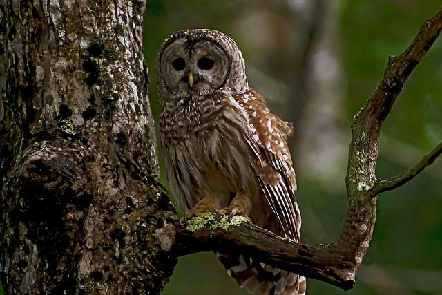 Barred Owl Spiritual Symbolism