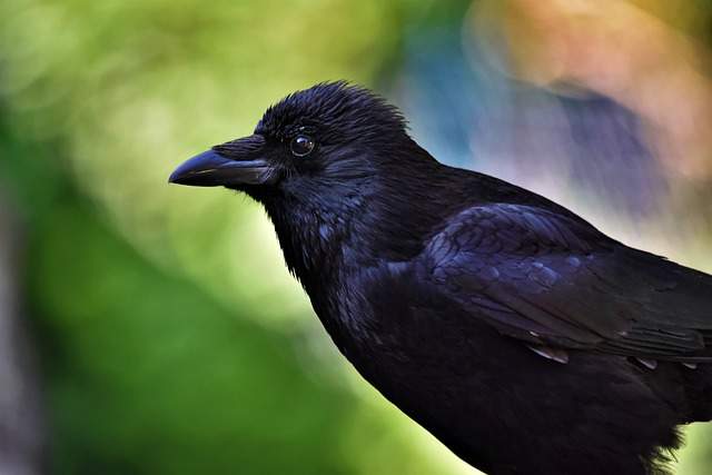 The Spiritual Significance of a Crow Cawing at You