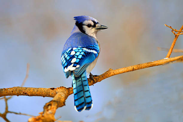 What It Means Spiritually to See Blue Jays