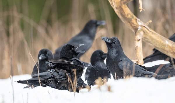 Seeing 4 Crows? Here’s Their Spiritual Message