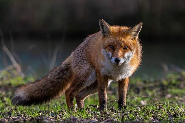 The Spiritual Significance of a Fox Crossing Your Path