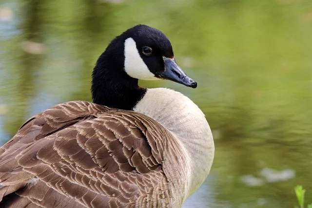 What Does Seeing a Goose in a Dream Mean Spiritually?