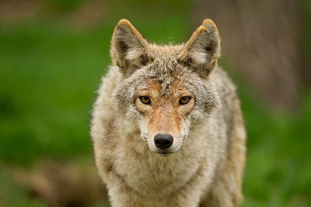 What Does Seeing a Coyote Mean Spiritually?