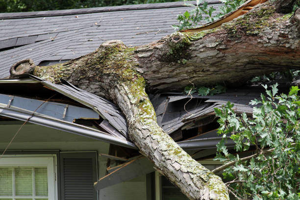 What Does It Mean Spiritually When a Tree Falls on Your House?