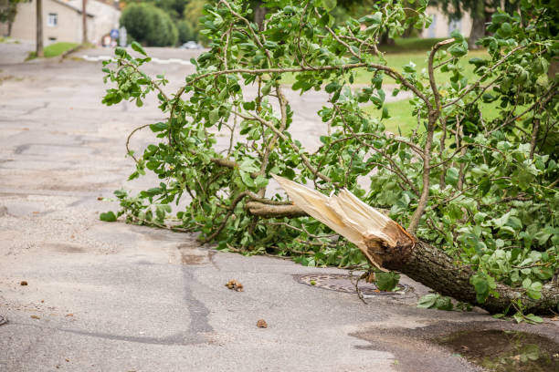 What Does a Fallen Tree Branch Mean Spiritually?