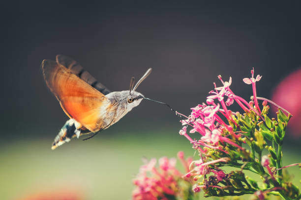 The Mystical Meaning Behind Seeing a Hummingbird Moth