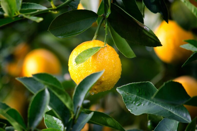 Lemon Spiritual Meaning: A Guide to Enlightenment