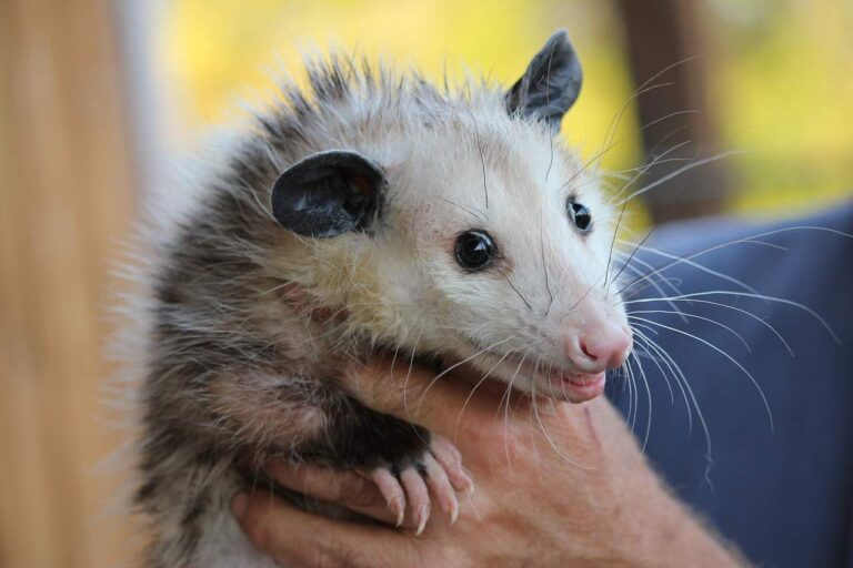 Unlock the Hidden Spiritual Meaning Behind Seeing a Possum