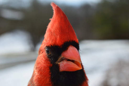 Why a Cardinal Tapping on Your Window Holds Deep Spiritual Meaning