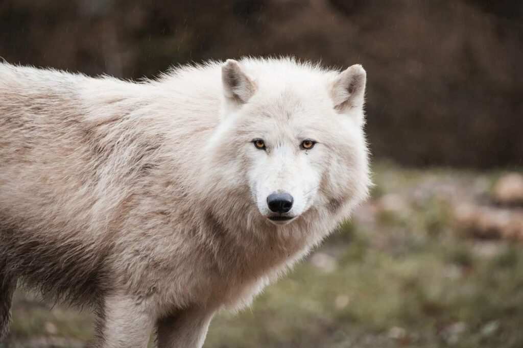 White wolf spiritual symbolism