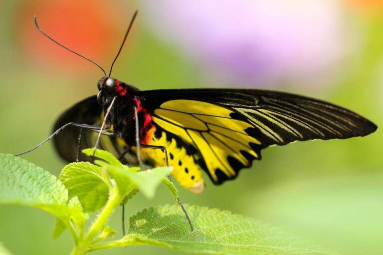 The Spiritual Meaning Behind Seeing a Yellow and Black Butterfly