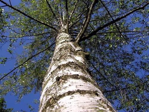 Birch Tree Symbolism: Renewal and New Beginnings