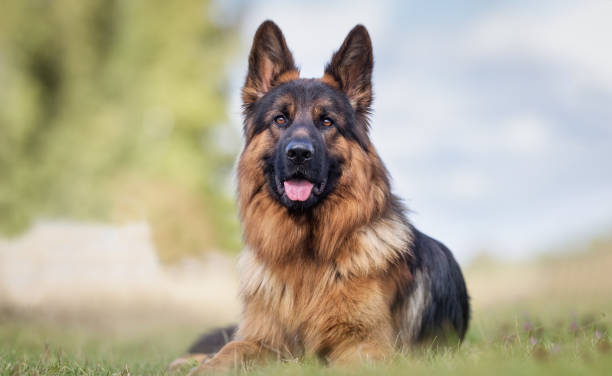 German Shepherd Dreams: What They Mean for Your Spirit