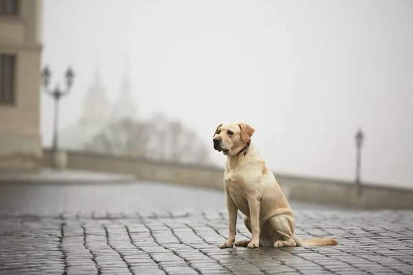 Symbolism of finding a lost dog in a dream