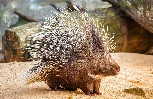 Understanding the Spiritual Message of a Porcupine Dream