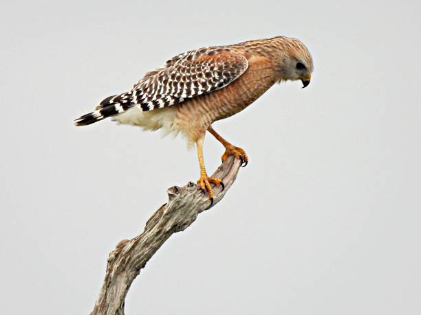 What Does Seeing a Red-Shouldered Hawk Mean Spiritually?