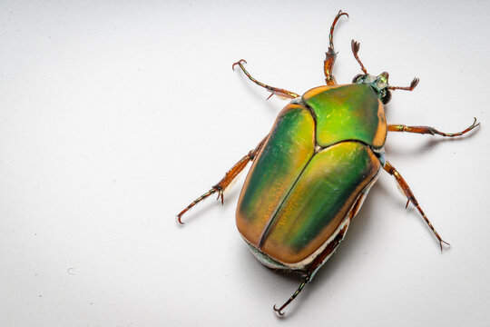 The Spiritual Symbolism Behind June Bugs