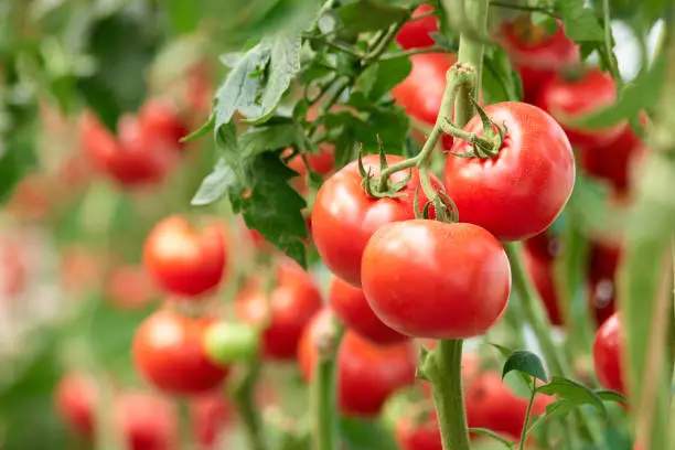 Discover the Spiritual Messages Behind Dreaming of Tomatoes