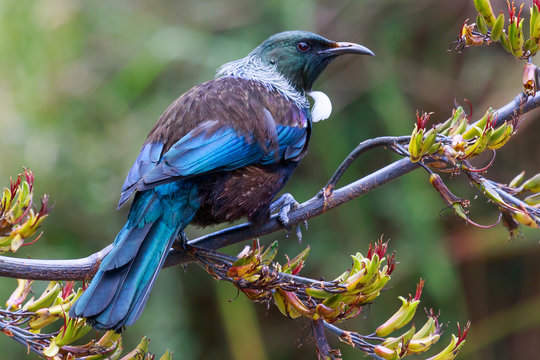 What Does It Mean Spiritually to See a Tui?