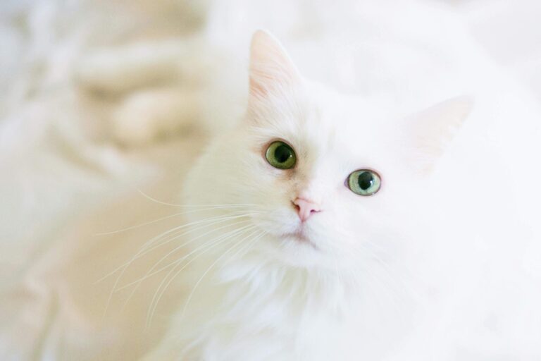 Understanding the Symbolism of White Cats in Dreams