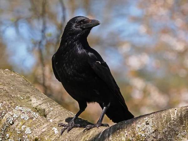 What Does It Mean Spiritually When You See a Crow?