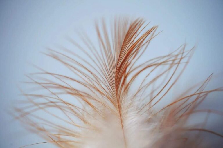 Brown and White Feather: What It Means Spiritually for You