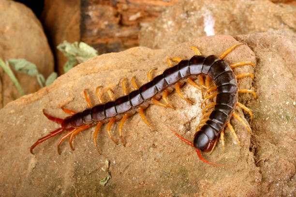 Understanding the Spiritual Symbolism of Centipedes