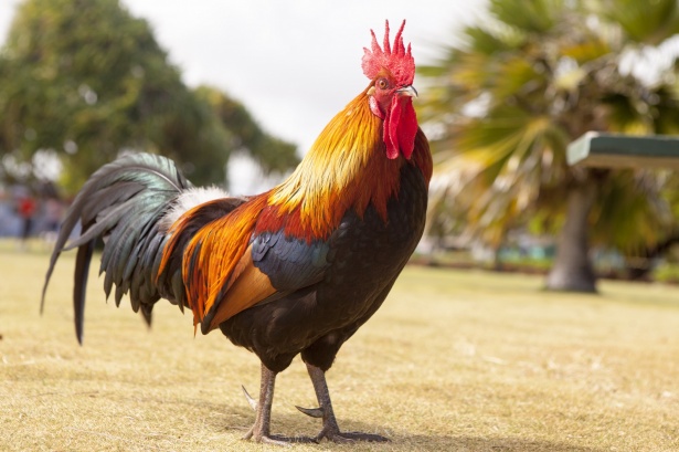 Understanding the Rooster’s Spiritual Meaning and Its Impact