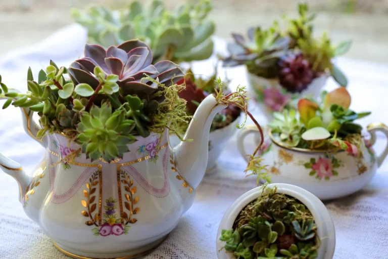 16 Indoor Succulents Garden Ideas for Beginners and Home Decor