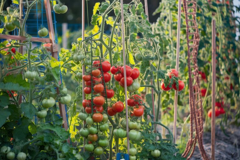 5 Tomato Trellis Ideas for Beginners: A Simple Guide