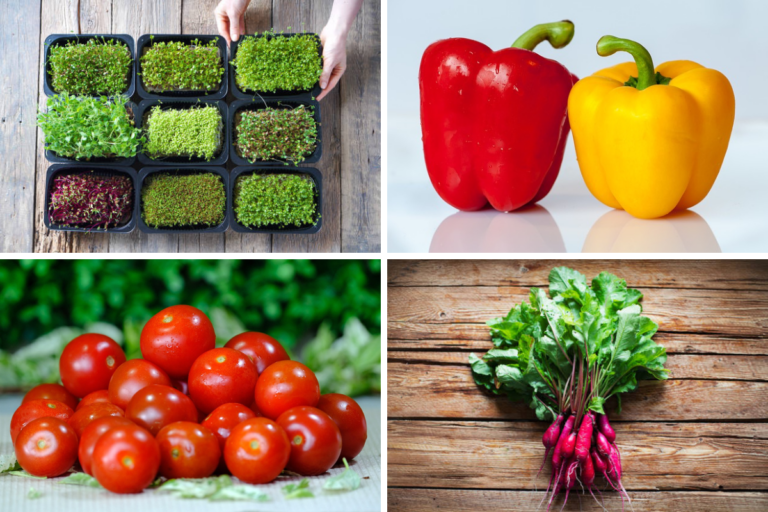 12 Newbie-Friendly Vegetables You Can Easily Grow