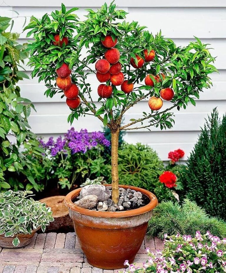 How to Grow a Peach Tree From a Pit: A Journey of Patience and Reward