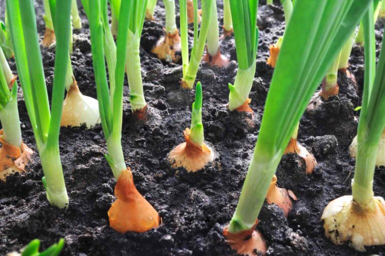 How to Grow Onions: A Step-by-Step Guide