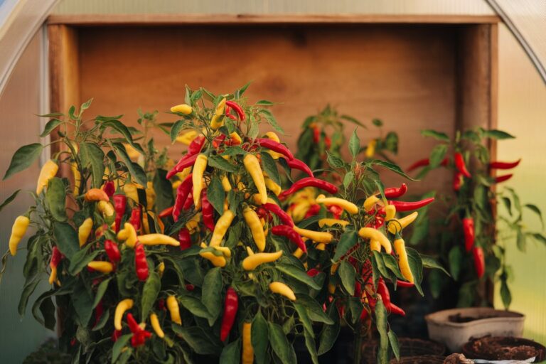 How to Grow Chili Peppers Indoors: A Beginner’s Guide