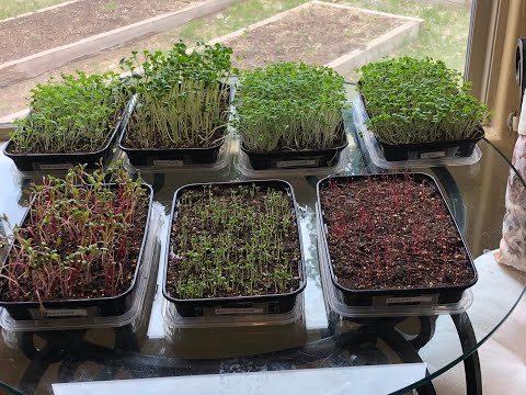 How to Grow Microgreens Step by Step for Your Indoor Garden